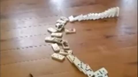 Cute kitten playing dominos