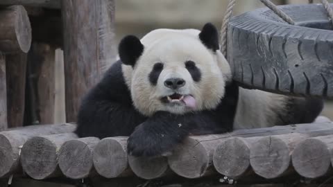 The King Panda's voluptuous tongue panda