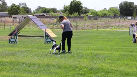 B.A.M. Pre-Agility Foundation Training with Sandy Rogers -- Online Course