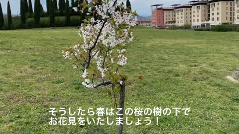 イタリアでがんばる日本の桜