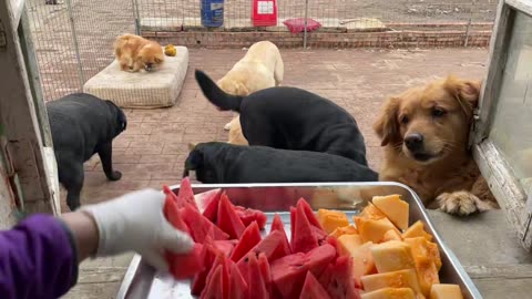 Today we eat big watermelon and cantaloupe