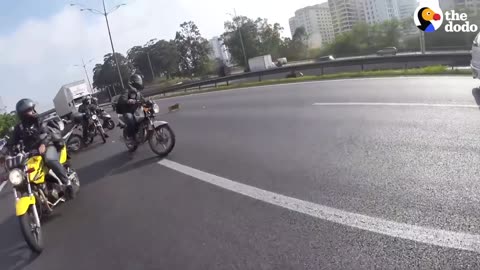 Bikers Stop Traffic To Save Dog On Highway | The Dodo