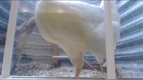 Chicken coup