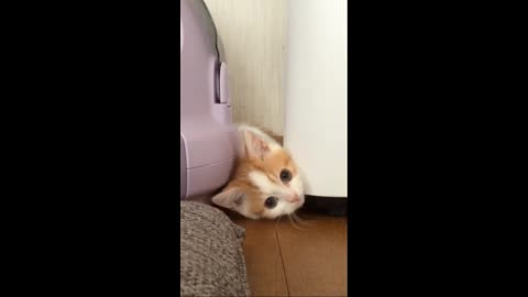 Cutest Kitten Stuck in a Corner