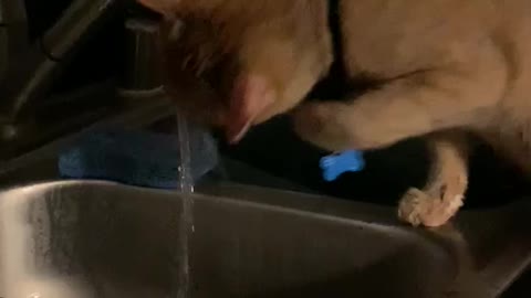 Orange kitty Cheeto drinking water