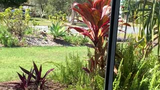 Cat Clicks While Staring at Birds Through Window