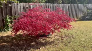 Flaming Red Japanese Maple…