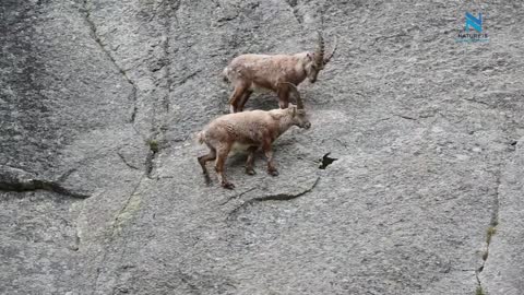 Mountain Climbing Goats | ibex cliff climing | Nature is Everything