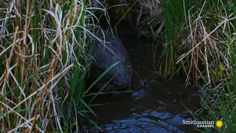 The Teeth of This Beaver Have a Metallic Coating Carpathian Predators Smithsonian Channel