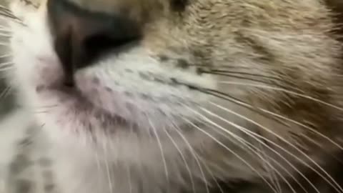 A minute of purring of my Cat