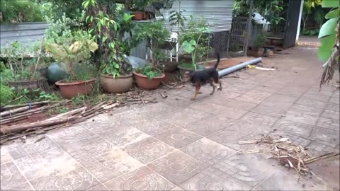 How Dogs React When Seeing Stranger 7 - Running_ Barking_ _ Viral Dog