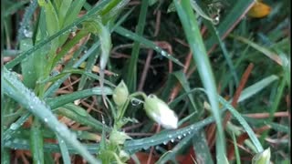 Stitchwort