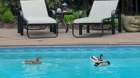 Pool ducks on Townes
