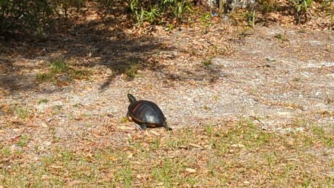 Florida Red belly cooter