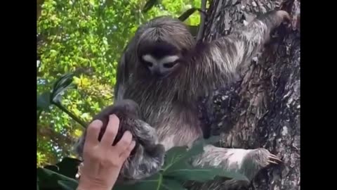 rescuing a mother loris that fell from its mother