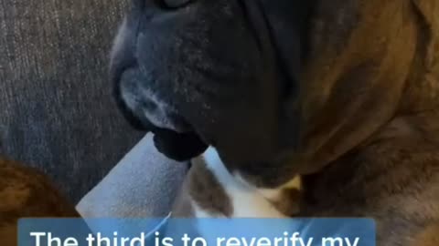 A cute Pitbull murderd his Llama with his poop