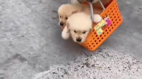 Dogs female raising three children spinning in the basket 😛