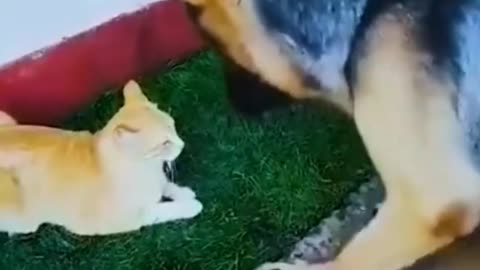 AMAZING ANIMALS FUNNY VIDEOS