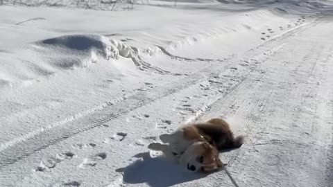 Lazy Dog Gets Dragged Through The Snow During Walk