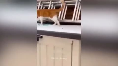 How Funny Dogs and cats videos Like