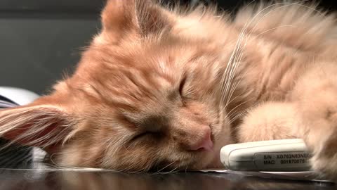 cute cat falling in sleep