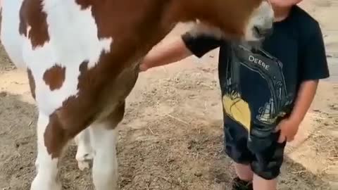 Baby horse playing a boy