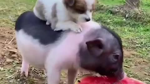 AWW SO CUTE, Cutest baby animals Videos, Tik Toke Shorts