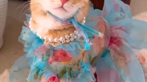 Beautiful cat is very beautiful.