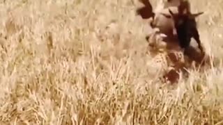 Wildbeest Fight Back Against Cheetah.