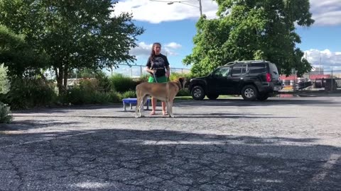 Scranton Dog Trainers --- OLK9 Lehigh Valley --- 1 Year Old, English Mastiff, Booch (Part 1)