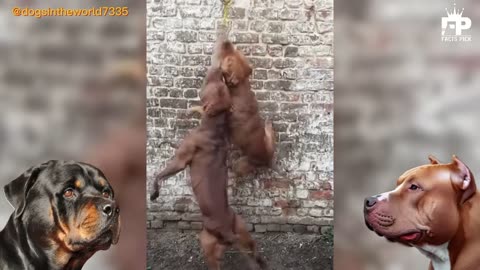 Rottweiler vs Pitbull Terrier Dog - Pitbull vs Rottweiler Real Fight