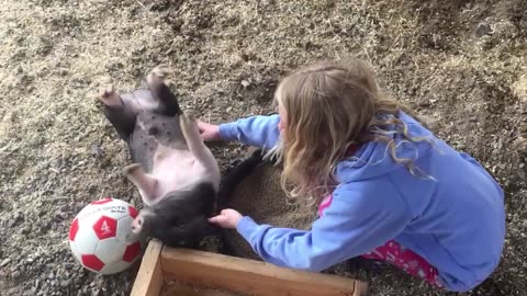 Time To Relax - Babies and Pigs play together ★ Funny Video