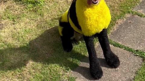 Dog Disguised as a Bumble Bee