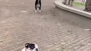 Amazing Dancing Dog