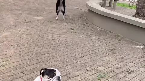 Amazing Dancing Dog