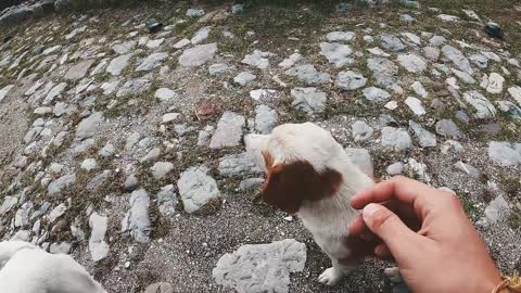 Petting Dogs Outdoor