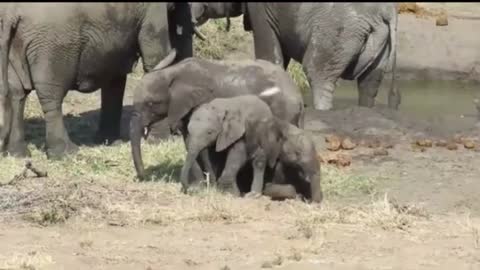 Baby elephants won't letting their baby brother get up.