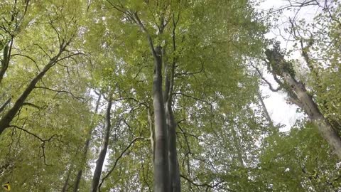 Flowers and trees look different in summer and winter.