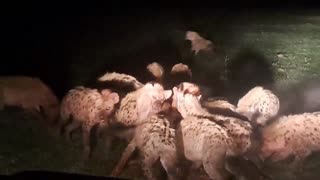 Wildlife Drama: Hyenas Feeding on a Wildebeest! 🦁🐃😮