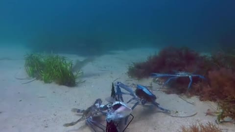 Underwater Bait Camera Captures Marine Wildlife Interacting With Each Other