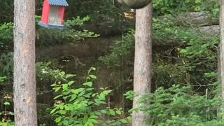 Raccoon Performs Acrobatics to Get Some Bird Seed