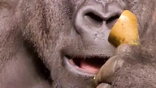 This silverback gorilla is enjoying his pear #silverback #gorilla #asmr #mukbang #eating