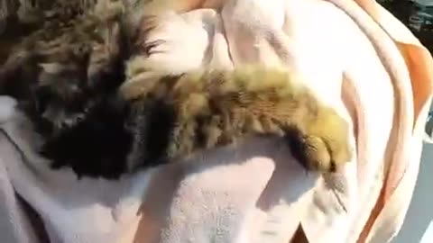 Volunteers rescued a Maine Coon cat in the Kherson region. ❤️