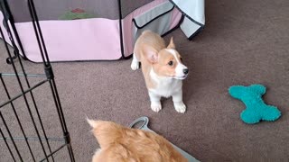 Crazy corgies