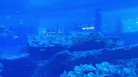 Aquarium