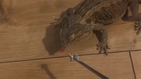 Handsome Lizard Stumpy Doesn't See Tasty Treat || ViralNEWS