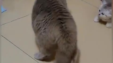 This cat is funny shorts/