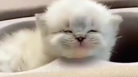 Funny cat#very funny cat#virel rumble video# virelshortsvideo