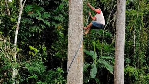 this guy is good at climbing tall trees