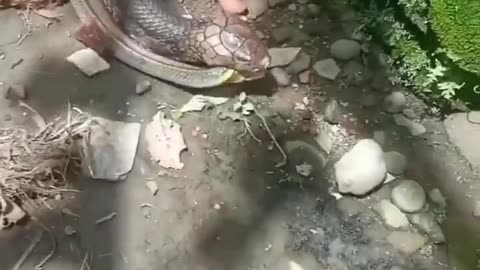 Big snake bite 2 little sankes